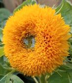 Zaden Lage Zonnebloem Sungold dubbelbloemig - Helianthus, Verzenden, Voorjaar, Volle zon, Zaad