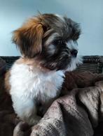 Boomer pup reutje 10 weekjes, Dieren en Toebehoren, Honden | Chihuahua's en Gezelschapshonden, CDV (hondenziekte), 8 tot 15 weken