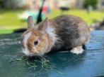 Dwergkonijn voedster, Dieren en Toebehoren, Vrouwelijk, Dwerg