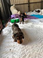 Ruwhaar/gladhaar dwergteckel x kaninchen teckel pups, Dieren en Toebehoren, Honden | Teckels en Dashonden, CDV (hondenziekte)