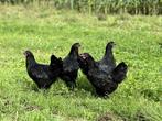 Jonge tamme Australorp kippen zwart gesekst en ingeënt