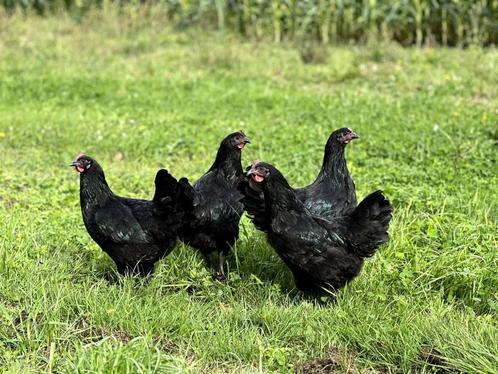 Jonge tamme Australorp kippen zwart gesekst en ingeënt, Dieren en Toebehoren, Pluimvee, Kip, Vrouwelijk