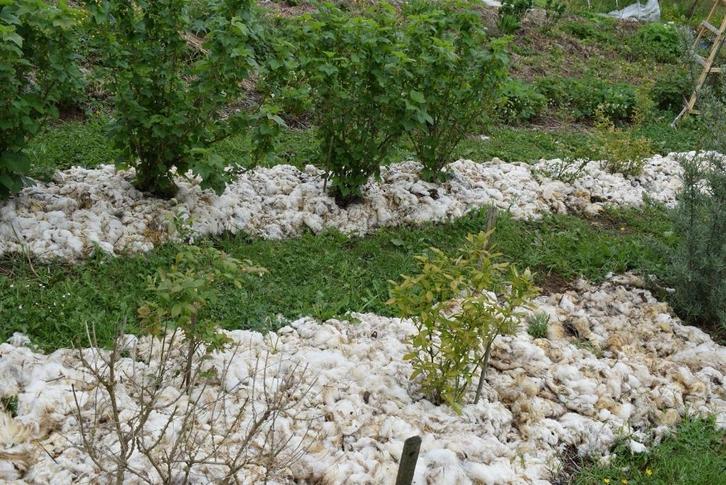 10KG Tuinmulch Schapenwol goed tegen onkruid en slakken, Tuin en Terras, Aarde en Mest, Tuinaarde, Ophalen of Verzenden