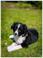 Wij Border-Stabij x Australian Shepherd pups zoeken baasjes, Dieren en Toebehoren, Honden | Herdershonden en Veedrijvers, Overige rassen
