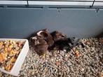 Jonge cavia's, Dieren en Toebehoren, Knaagdieren, September, Meerdere dieren, Cavia