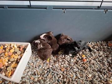 Jonge cavia's (2x beertjes, 2x zeugjes) beschikbaar voor biedingen