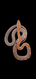 NK 2025 Rattenslangen Diverse morphs, Slang, Tam, 0 tot 2 jaar