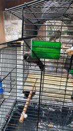 Buulbuul, Dieren en Toebehoren, Vrouwelijk