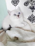 Britse korthaar, Dieren en Toebehoren, Katten en Kittens | Raskatten | Korthaar, Meerdere dieren, Ontwormd, 0 tot 2 jaar