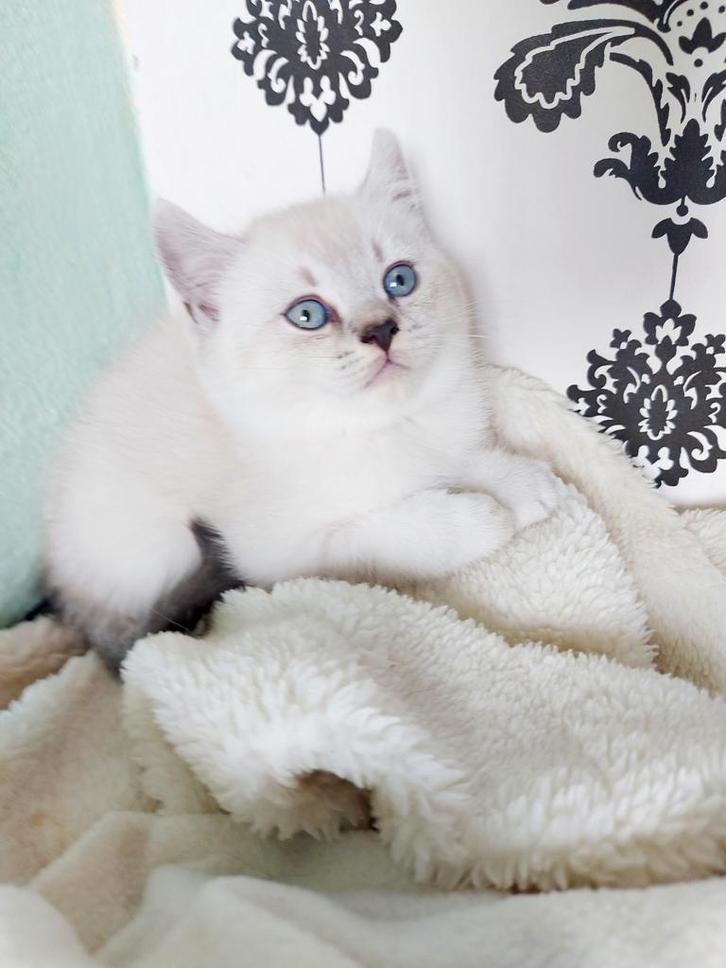 Britse korthaar, Dieren en Toebehoren, Katten en Kittens | Raskatten | Korthaar, Meerdere dieren, 0 tot 2 jaar, Ontwormd