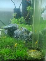 Gele Citroen garnalen te koop, Dieren en Toebehoren, Vissen | Aquariumvissen, Kreeft, Krab of Garnaal