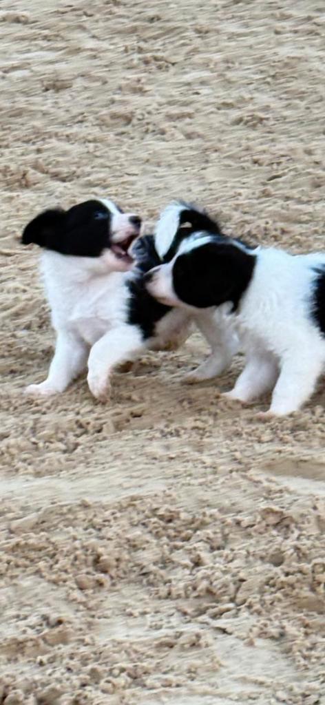 Australische collie, Dieren en Toebehoren, Honden | Niet-rashonden, Middel, Meerdere dieren, Particulier, Meerdere, Nederland