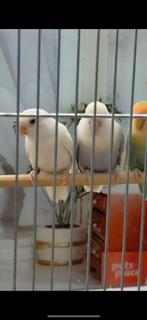 Koppel argaponis inclusief kooi en toebehorend, Dieren en Toebehoren, Ophalen of Verzenden, Zo goed als nieuw, Hout, Vogelkooi