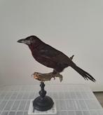 Victoriaanse Fluweeltangare antiek preparaat opgezette, Ophalen of Verzenden, Gebruikt, Vogel, Opgezet dier