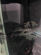 L333 sw king tiger hypancistrus halfwas jongen, Dieren en Toebehoren, Vis