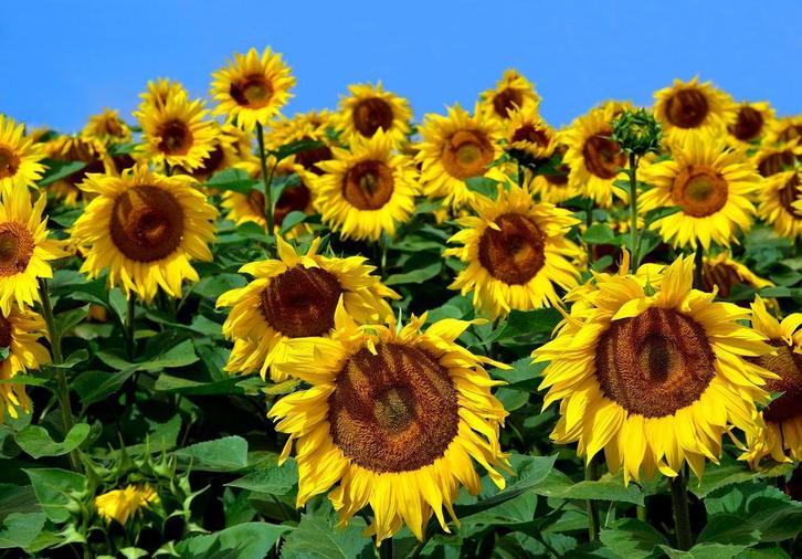 Zonnebloemen fotobehang, bloemen veld, Fotobehang4you, Huis en Inrichting, Stoffering | Behang, minder dan 10 m², Verzenden