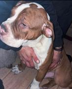 TK prachtige Old Englisch Bulldog pups, Dieren en Toebehoren, Honden | Bulldogs, Pinschers en Molossers, Bulldog, Meerdere, Meerdere dieren