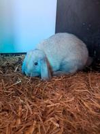 Konijnen, Dieren en Toebehoren, Konijnen, Mannelijk, Dwerg, Hangoor, 0 tot 2 jaar