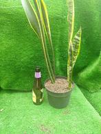 Grote Sanseveria of Sansevieria, 88 cm met jonge scheuten, Huis en Inrichting, Kamerplanten, Ophalen, Overige soorten, Minder dan 100 cm