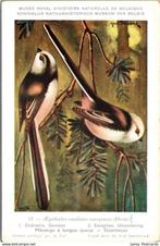 Staartmees – Nº18 – Antique Belgian Museum History Print, Verzamelen, Ansichtkaarten | Dieren, Verzenden, Ongelopen, Vogel