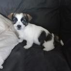 Te koop mooie Jack Russell pup, Dieren en Toebehoren, Honden | Jack Russells en Terriërs, Jack Russell Terriër, Reu, 8 tot 15 weken