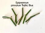 Epipremnum pinnatum 'Baltic Blue' wed sticks, Ophalen of Verzenden