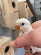 2 jonge witte agapornissen goed tam te maken, Dieren en Toebehoren, Vogels | Parkieten en Papegaaien, Geslacht onbekend, Geringd