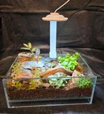 Wabi kusa tanks compleet, Huis en Inrichting, Kamerplanten, Ophalen of Verzenden, In pot, Halfschaduw, Minder dan 100 cm