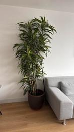 Grote kamerplant ca 2,5m, Huis en Inrichting, Kamerplanten, Ophalen, Overige soorten, Halfschaduw, 150 tot 200 cm