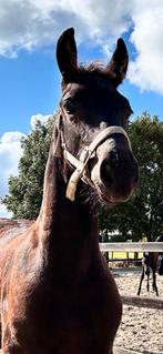 Mooi Fries hengstveulen te koop., Dieren en Toebehoren, Paarden, Minder dan 160 cm, Niet van toepassing, Dressuurpaard, 0 tot 2 jaar