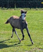 Super lief Welsh merrie veulen, Dieren en Toebehoren, Pony's, Merrie, Recreatiepony, Gechipt, 0 tot 2 jaar