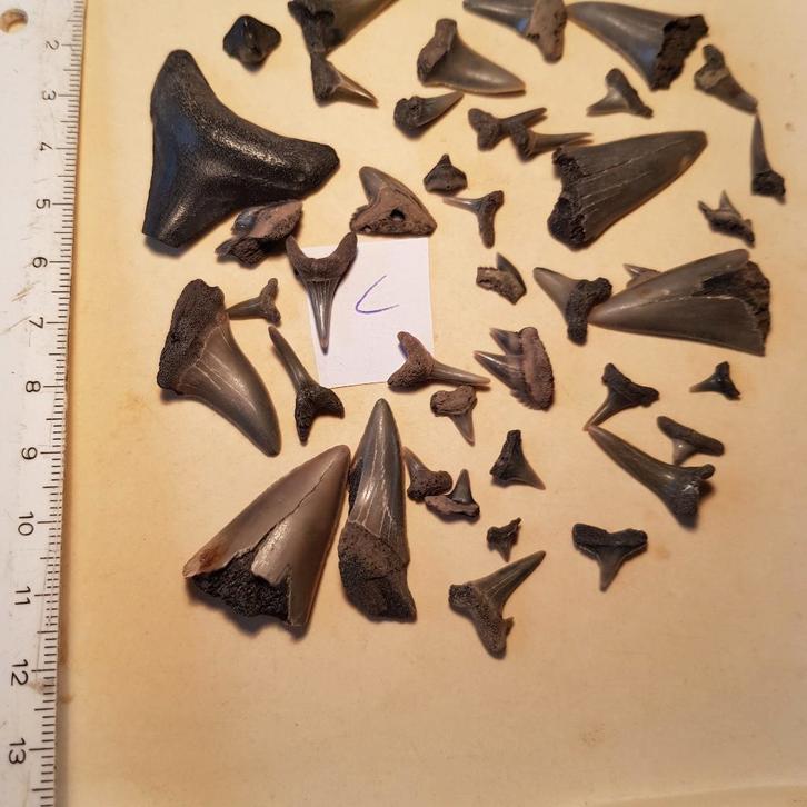 Haaientanden omgeving Antwerpen, Verzamelen, Mineralen en Fossielen, Fossiel, Ophalen of Verzenden