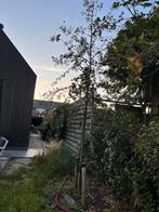 3 x Zwarte Els voor 13 juli ophalen in Hoofddorp, Ophalen, Volle zon, Overige soorten, 250 tot 400 cm