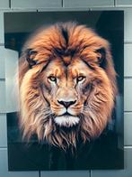 King lion mooie plexiglas schilderij, Ophalen of Verzenden
