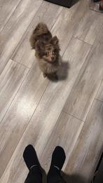 Kruising pomeriaan keeshond, 15 weken tot 1 jaar, Eén hond, Nederland, Particulier