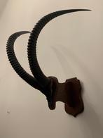 Te koop; hoorns schedel opgezette zwartepaard antilope, Verzamelen, Dierenverzamelingen, Ophalen, Zo goed als nieuw, Overige soorten
