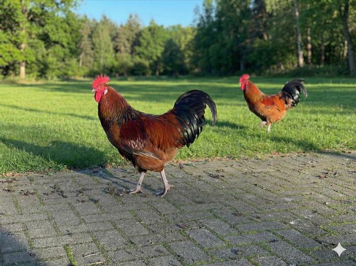 Haan, Dieren en Toebehoren, Pluimvee, Kip, Mannelijk