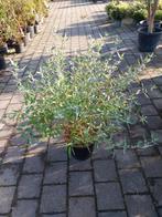 Caryopteris Heavenly Blue, Tuin en Terras, Planten | Tuinplanten, Volle zon, Vaste plant, Zomer, Ophalen
