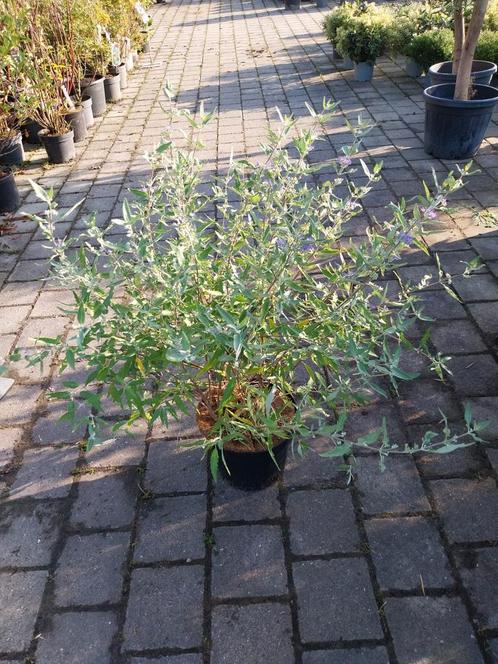Caryopteris Heavenly Blue, Tuin en Terras, Planten | Tuinplanten, Vaste plant, Overige soorten, Volle zon, Zomer, Ophalen