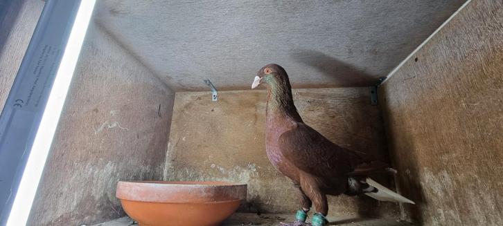 Duiven, Dieren en Toebehoren, Vogels | Duiven, Postduif, Mannelijk