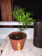 Sierasperge, Ophalen, Overige soorten, Minder dan 100 cm