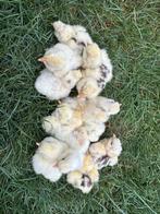 USA zijdehoen choco mottled kuikens beschikbaar 24-07-25, Dieren en Toebehoren, Pluimvee, Geslacht onbekend, Kip