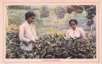 Nederlands Indië - Theepluksters, Verzamelen, Ansichtkaarten | Buitenland, Ophalen of Verzenden, Voor 1920, Ongelopen, Buiten Europa