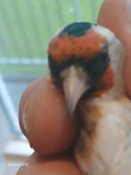 -Een parva putter kleine van 2023.MO., Mannelijk, Wildzangvogel, Geringd