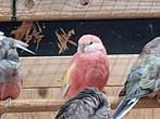 Te koop bourkes parkieten, Dieren en Toebehoren, Vogels | Parkieten en Papegaaien, Meerdere dieren, Parkiet