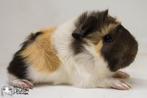 Choco creme witte peruvian cavia, Dieren en Toebehoren, Knaagdieren, Cavia, Mannelijk, December, Tam