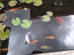 Goudvissen en 2 mooie waterlelies, Tuin en Terras, Vijvers, Ophalen of Verzenden, Zo goed als nieuw