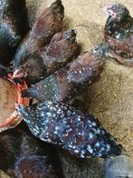 Wyandotte hennen kriel, Dieren en Toebehoren, Pluimvee, Vrouwelijk, Kip