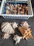 Doos met diverse schelpen, Ophalen, Schelp(en)