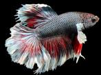 Betta splendens Big Ear Half Moon Fighter man, Dieren en Toebehoren, Vissen | Aquariumvissen, Zoetwatervis, Vis